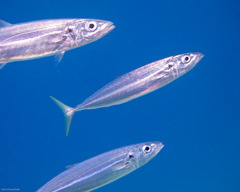 Decapterus macarellus
