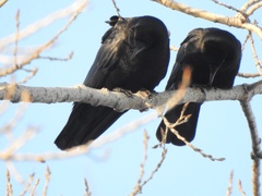 Corvus brachyrhynchos