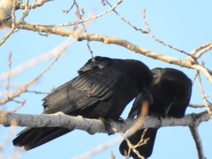 Corvus brachyrhynchos