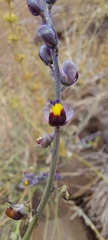 Monnina philippiana