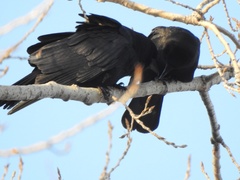 Corvus brachyrhynchos