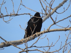 Corvus brachyrhynchos