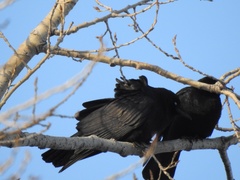 Corvus brachyrhynchos
