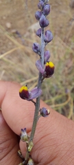 Monnina philippiana