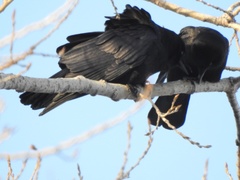 Corvus brachyrhynchos