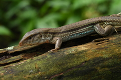 Ameiva bifrontata