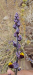 Monnina philippiana