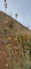 Monnina philippiana