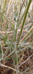 Monnina philippiana