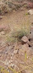 Monnina philippiana