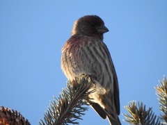 Haemorhous mexicanus