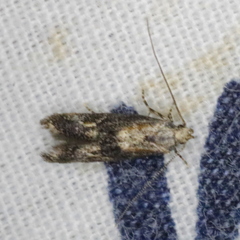 Blastodacna atra