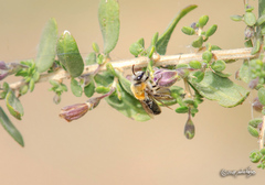 Colletes bicolor