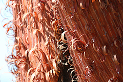 Acacia gibbosa