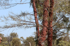 Acacia gibbosa