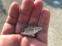 Floridichthys carpio