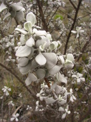 Leucophyllum ambiguum