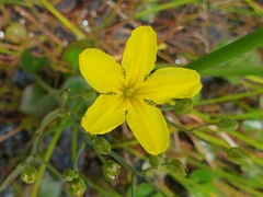 Menyanthaceae
