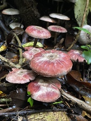 Agaricus