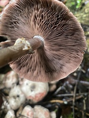 Agaricus