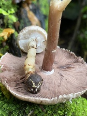 Agaricus