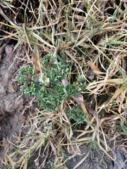 Euphorbia serpens