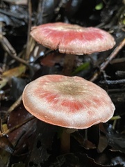 Agaricus
