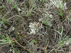 Xanthoparmelia wyomingica