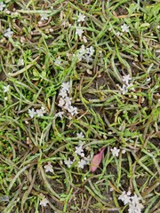 Crassula sinclairii
