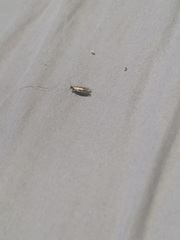 Lepidoptera