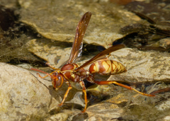 Polistes apachus texanus
