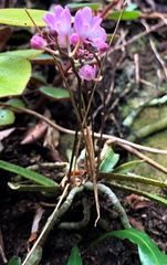 Sarcochilus ceciliae