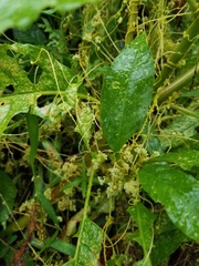 Cuscuta compacta