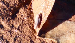 Graphocephala uhleri