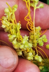 Cuscuta compacta