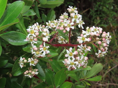 Escallonia paniculata