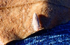 Graphocephala uhleri