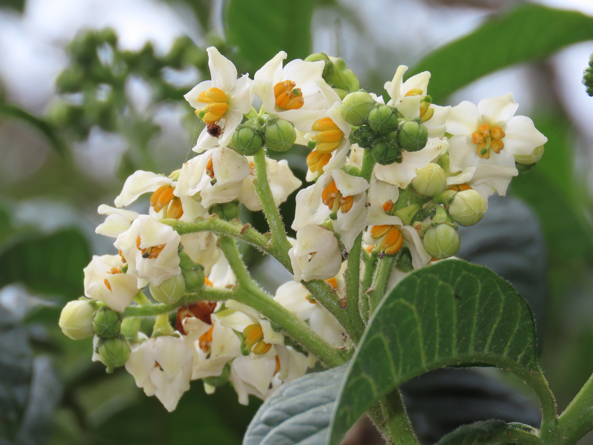 Solanum oblongifolium