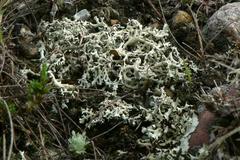 Xanthoparmelia wyomingica