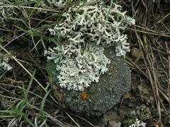 Xanthoparmelia wyomingica