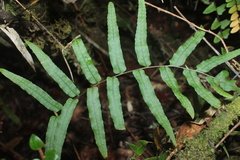 Polypodium pinnatissimum