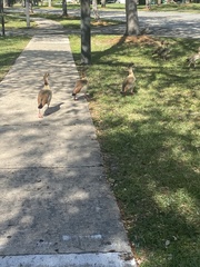 Alopochen aegyptiaca image