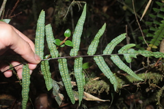 Polypodium pinnatissimum