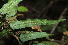 Polypodium pinnatissimum