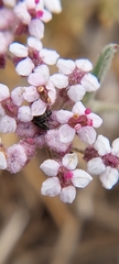Homalocarpus dichotomus