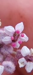 Homalocarpus dichotomus