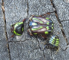 Chlorobapta frontalis