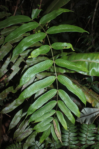 Serpocaulon fraxinifolium, 2021-12-12