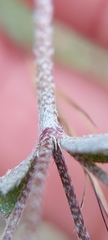 Homalocarpus dichotomus