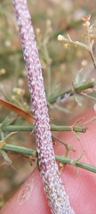 Homalocarpus dichotomus